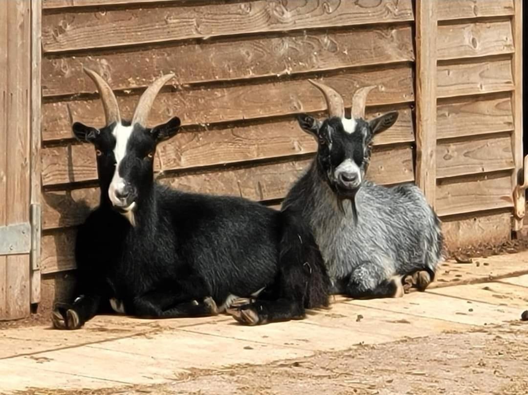 Badgers Burrow Otel Colwall Dış mekan fotoğraf